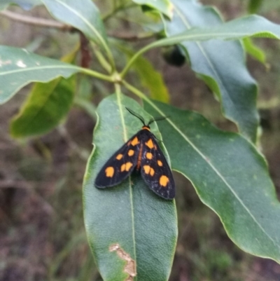 Asura cervicalis (Spotted Lichen Moth) at Towamba, NSW - 6 Feb 2019 by stephskelton80