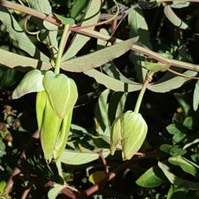 Passiflora caerulea (Blue Passionflower) at O'Malley, ACT - 10 Mar 2019 by Mike
