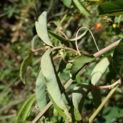 Passiflora caerulea at O'Malley, ACT - 10 Mar 2019 10:24 AM