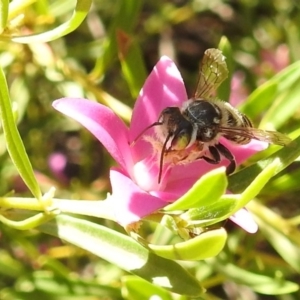 Megachile (Eutricharaea) maculariformis at Acton, ACT - 7 Mar 2019 01:15 PM