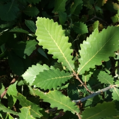 Quercus sp. (Oak) at O'Malley, ACT - 10 Mar 2019 by Mike
