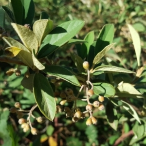 Cotoneaster pannosus at O'Malley, ACT - 10 Mar 2019