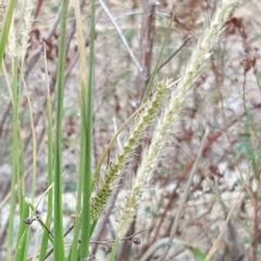 Setaria sp. (Pigeon Grass) at Jerrabomberra, ACT - 10 Mar 2019 by Mike