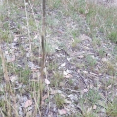 Sporobolus creber (Slender Rat's Tail Grass) at Isaacs, ACT - 10 Mar 2019 by Mike