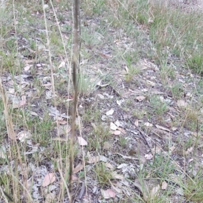 Sporobolus creber (Slender Rat's Tail Grass) at Isaacs Ridge - 10 Mar 2019 by Mike