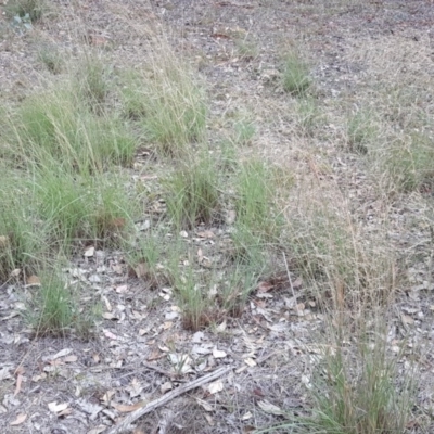 Eragrostis curvula (African Lovegrass) at Isaacs, ACT - 10 Mar 2019 by Mike