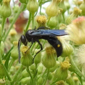 Laeviscolia frontalis at Pialligo, ACT - 9 Mar 2019 12:50 PM