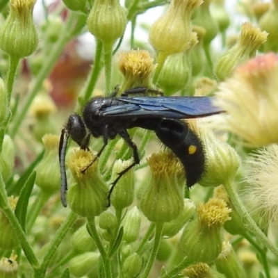 Laeviscolia frontalis (Two-spot hairy flower wasp) at Pialligo, ACT - 9 Mar 2019 by HelenCross