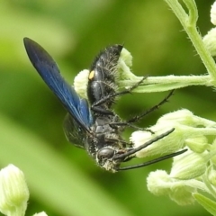 Laeviscolia frontalis at Pialligo, ACT - 9 Mar 2019 12:50 PM