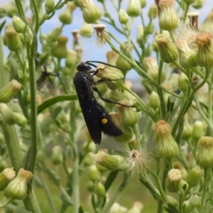 Laeviscolia frontalis at Pialligo, ACT - 9 Mar 2019