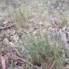 Eragrostis curvula (African Lovegrass) at Isaacs, ACT - 10 Mar 2019 by Mike