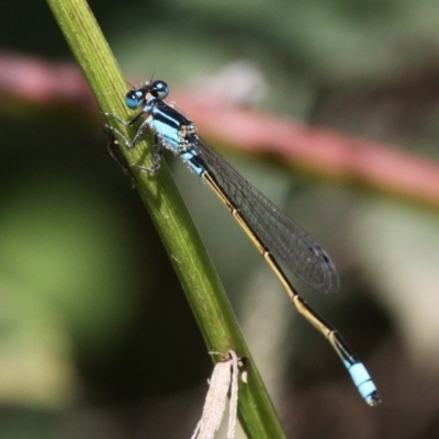 Ischnura heterosticta (Common Bluetail Damselfly) at Paddys River, ACT - 10 Mar 2019 by HarveyPerkins