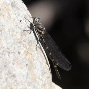 Cordulephya pygmaea at Paddys River, ACT - 10 Mar 2019