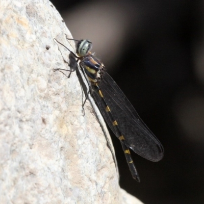 Cordulephya pygmaea (Common Shutwing) at Paddys River, ACT - 10 Mar 2019 by HarveyPerkins