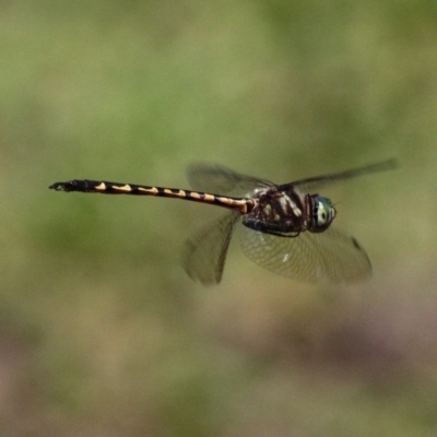 Hemicordulia australiae (Australian Emerald) at Paddys River, ACT - 10 Mar 2019 by HarveyPerkins