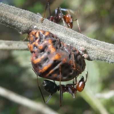 Iridomyrmex purpureus (Meat Ant) at Paddys River, ACT - 10 Mar 2019 by HarveyPerkins