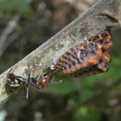 Iridomyrmex purpureus at Paddys River, ACT - 10 Mar 2019