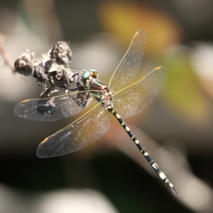 Synthemis eustalacta at Paddys River, ACT - 10 Mar 2019