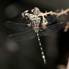 Synthemis eustalacta at Paddys River, ACT - 10 Mar 2019