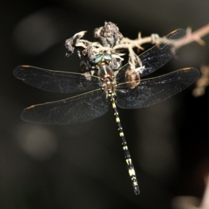 Synthemis eustalacta at Paddys River, ACT - 10 Mar 2019