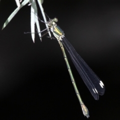 Synlestes weyersii (Bronze Needle) at Paddys River, ACT - 10 Mar 2019 by HarveyPerkins