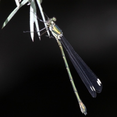 Synlestes weyersii (Bronze Needle) at Paddys River, ACT - 10 Mar 2019 by HarveyPerkins