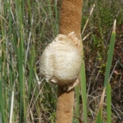 Mantidae - egg case (family) (Egg case of praying mantis) at Uriarra Village, ACT - 10 Mar 2019 by HarveyPerkins