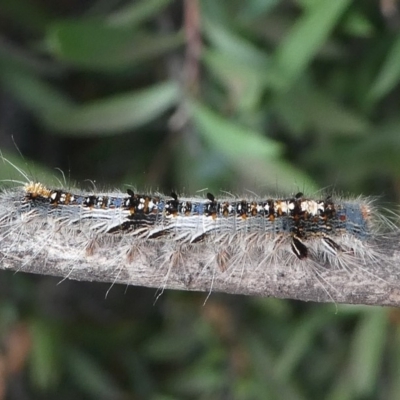 Porela delineata (Lined Porela) at Kambah, ACT - 10 Mar 2019 by HarveyPerkins