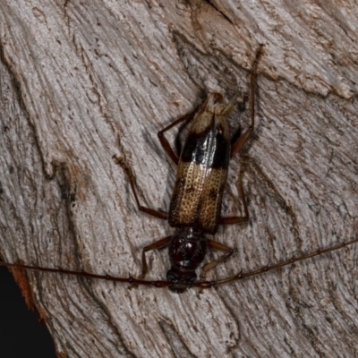 Phoracantha recurva (Yellow Phoracantha borer) at Kioloa, NSW - 10 Mar 2019 by DerekC