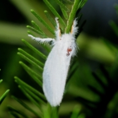 Lymantriinae (subfamily) at Weetangera, ACT - 8 Mar 2019 05:49 PM