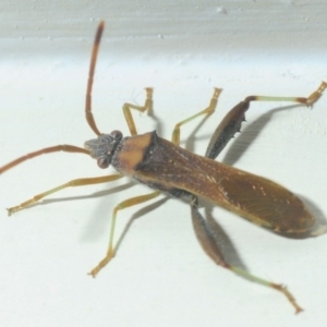 Melanacanthus scutellaris at Belconnen, ACT - 3 Mar 2019