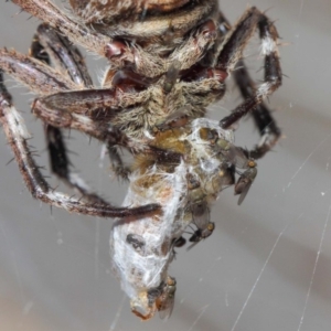 Milichiidae (family) at Hackett, ACT - 9 Mar 2019 12:52 PM