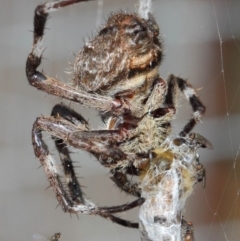 Milichiidae (family) at Hackett, ACT - 9 Mar 2019 12:52 PM