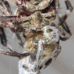 Milichiidae (family) at Hackett, ACT - 9 Mar 2019 12:52 PM