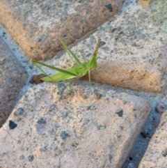 Acrida conica (Giant green slantface) at Amaroo, ACT - 10 Mar 2019 by Naomi