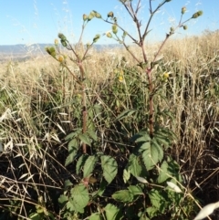 Bidens pilosa (Cobbler's Pegs, Farmer's Friend) at Cook, ACT - 11 Mar 2019 by CathB