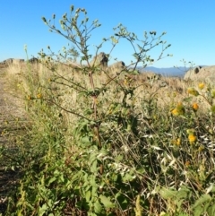 Bidens pilosa at Cook, ACT - 11 Mar 2019