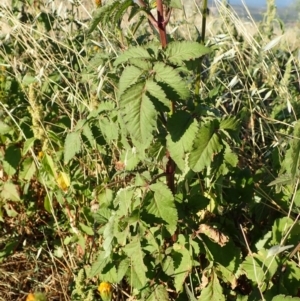 Bidens pilosa at Cook, ACT - 11 Mar 2019