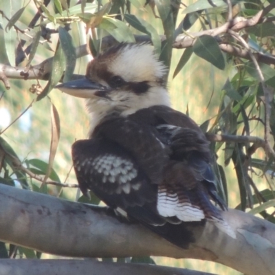 Dacelo novaeguineae (Laughing Kookaburra) at Kioloa, NSW - 4 Jun 2014 by michaelb