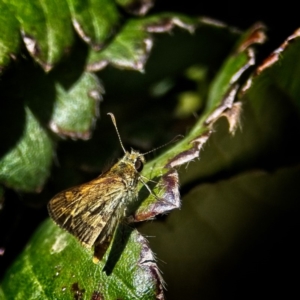 Ocybadistes walkeri at Banks, ACT - 6 Mar 2019 02:36 PM