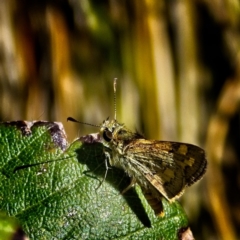 Ocybadistes walkeri at Banks, ACT - 6 Mar 2019 02:36 PM