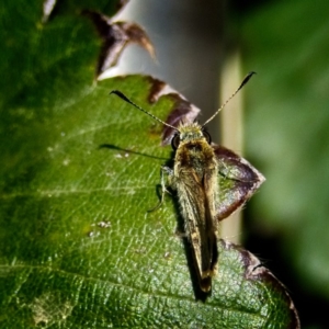 Ocybadistes walkeri at Banks, ACT - 6 Mar 2019