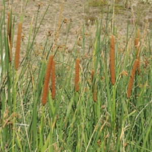 Typha sp. at Banks, ACT - 16 Feb 2019 04:50 PM