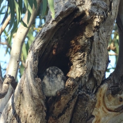Aegotheles cristatus (Australian Owlet-nightjar) at Garran, ACT - 9 Mar 2019 by roymcd