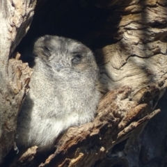 Aegotheles cristatus at Garran, ACT - 10 Mar 2019 08:28 AM