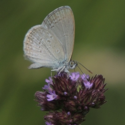 Zizina otis (Common Grass-Blue) at Banks, ACT - 16 Feb 2019 by michaelb