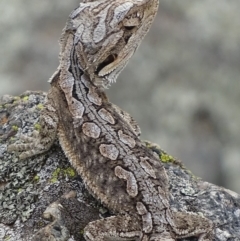 Pogona barbata (Eastern Bearded Dragon) at Garran, ACT - 9 Mar 2019 by roymcd