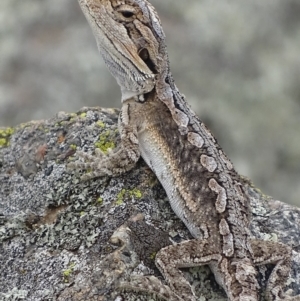 Pogona barbata at Garran, ACT - 9 Mar 2019