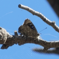 Ogyris olane (Broad-margined Azure) at Theodore, ACT - 11 Mar 2019 by owenh