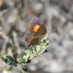 Paralucia pyrodiscus (Fiery Copper) at Theodore, ACT - 11 Mar 2019 by Owen